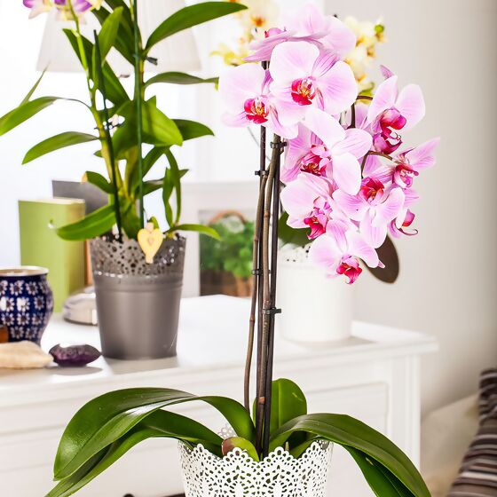 Rosa Schmetterlings-Orchidee, im ca. 12 cm-Topf