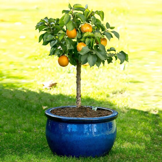 Zwergobst Aprikose Orange Beauty, im ca. 28 cm-Topf