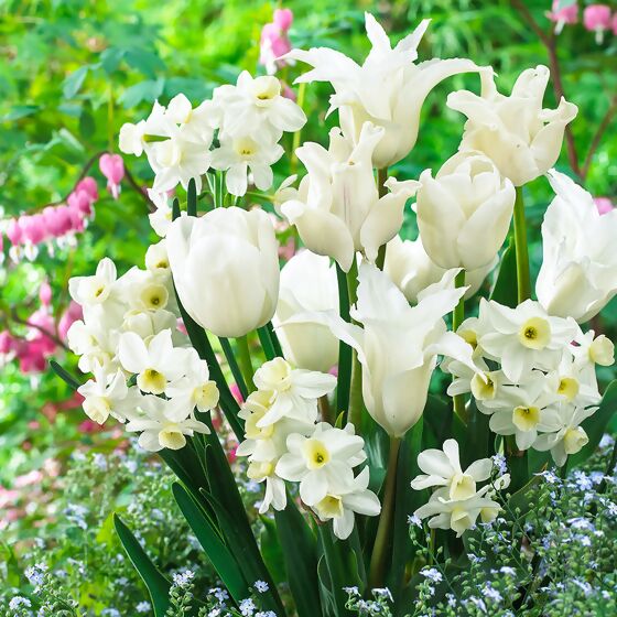 Blumenzwiebel-Mischung Weißer Frühling