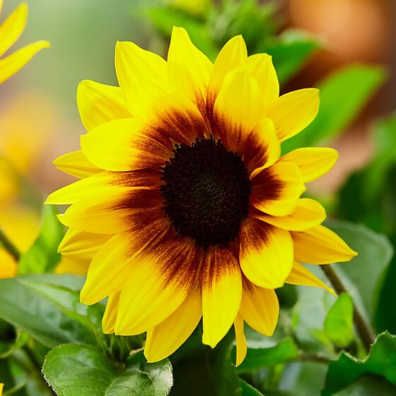 Premium Sonnenblume SunBelievable™, im ca. 13 cm-Topf