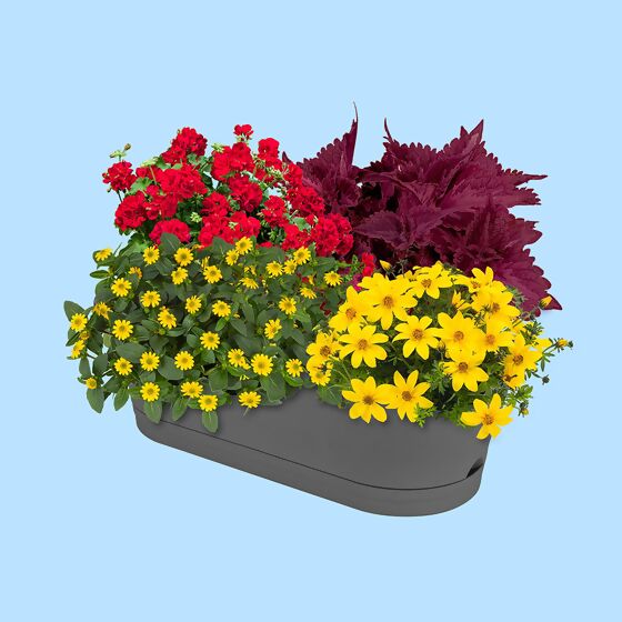 Sommerblumen-Set Leuchtender Sommer, im ca. 11/12 cm-Topf
