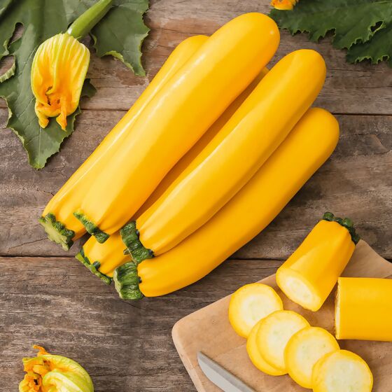 Zucchinipflanze, gelb