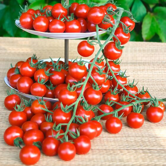 Tomatenpflanze Cherrytomate