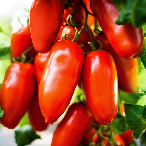 Tomatenpflanze Fleischtomate San Marzano Tuma Red®, veredelt