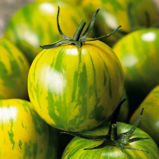 Tomatenpflanze Stabtomate Tiverta, veredelt