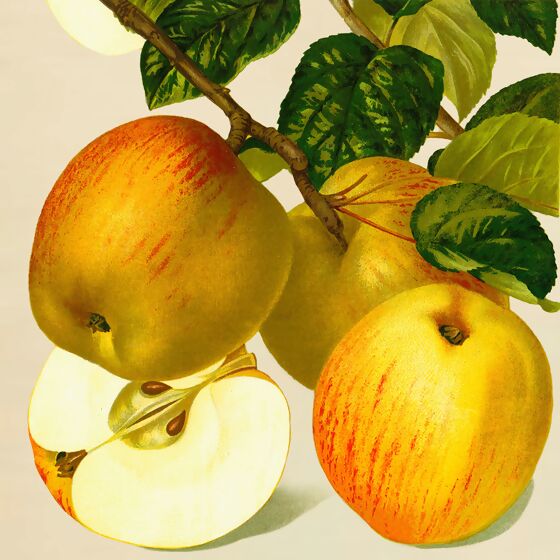 Apfel Goldparmäne, im ca. 28 cm-Topf