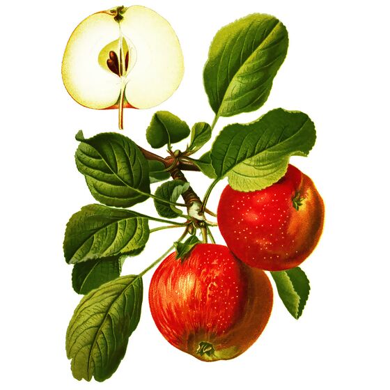 Apfel Roter Boskoop, im ca. 26 cm-Topf
