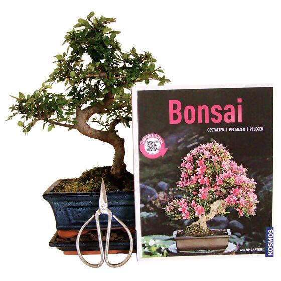 Bonsai Anfänger-Set - chinesische Ulme