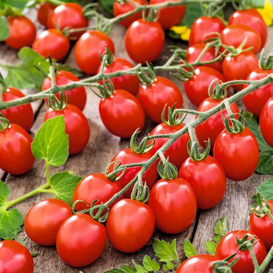 Tomatenpflanze Cocktailtomate, veredelt
