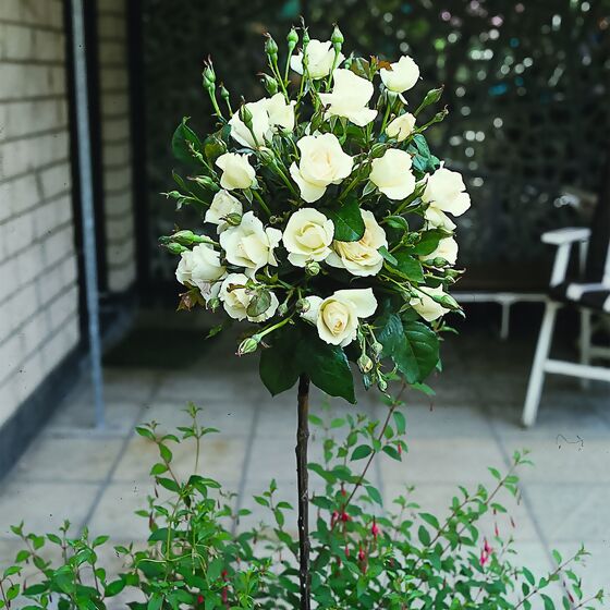 Weißer Rosen-Stamm, im ca. 23 cm-Topf