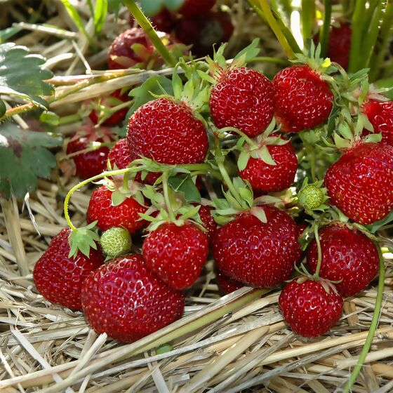 Erdbeere Praline, Pflanzware 2x6er Tray, im ca. 7 cm Topfballen