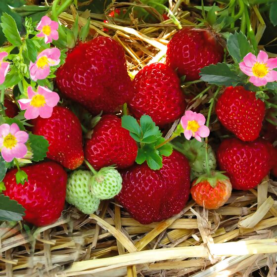 Erdbeere Merosa, im ca. 9 cm Topf