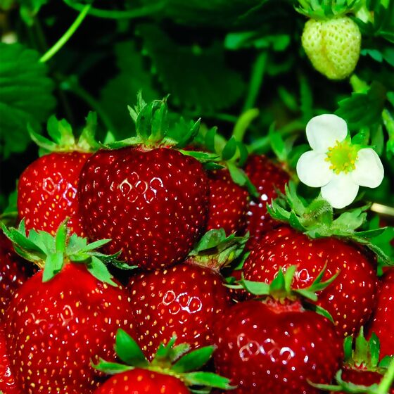 Erdbeere Meraldo