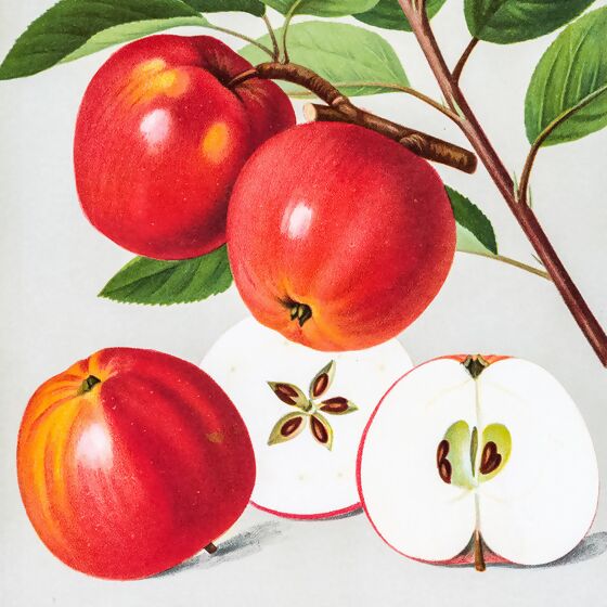 Apfel Himbeerapfel, im ca. 28 cm-Topf