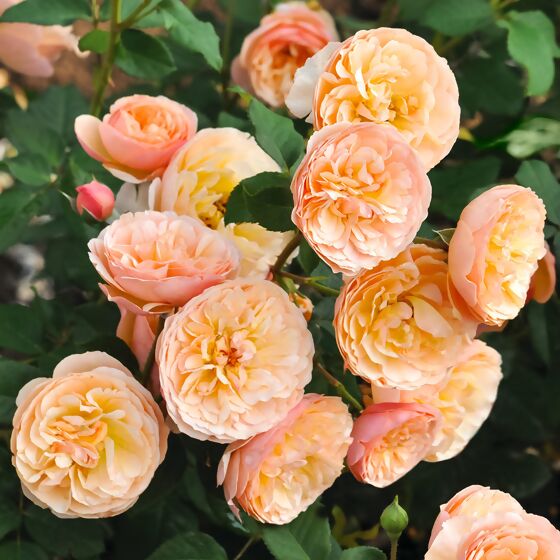 Essbare Culinaric Rose, orange-rosé, im ca. 22 cm-Topf