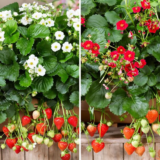 Set Balkon-Erdbeeren, im ca. 11 cm-Topf