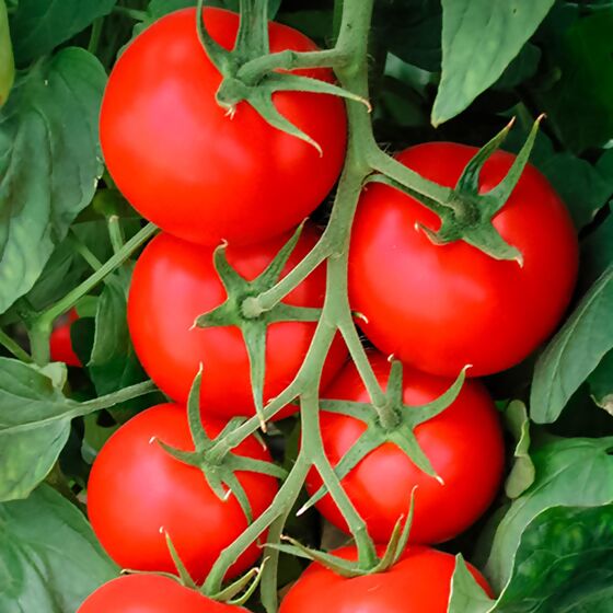 Tomatenpflanze Phantasia, im ca. 12 cm-Topf