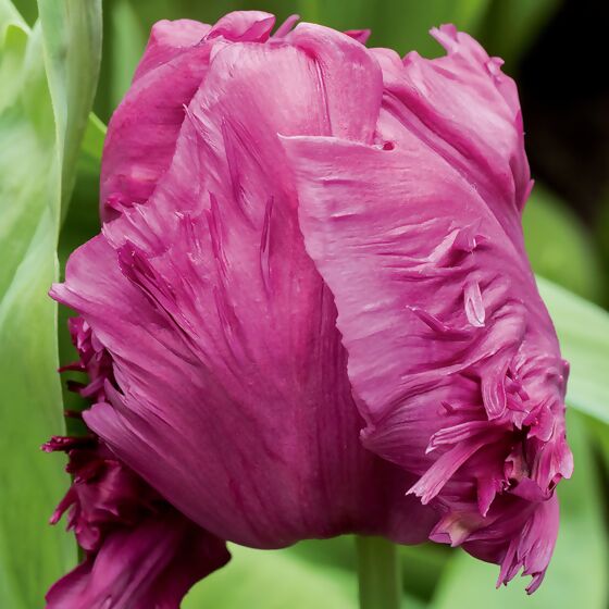 Pinke Pracht Tulpe, im ca. 13 cm-Topf