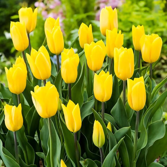 Tulpe Strong Gold, XXL-Pack.
