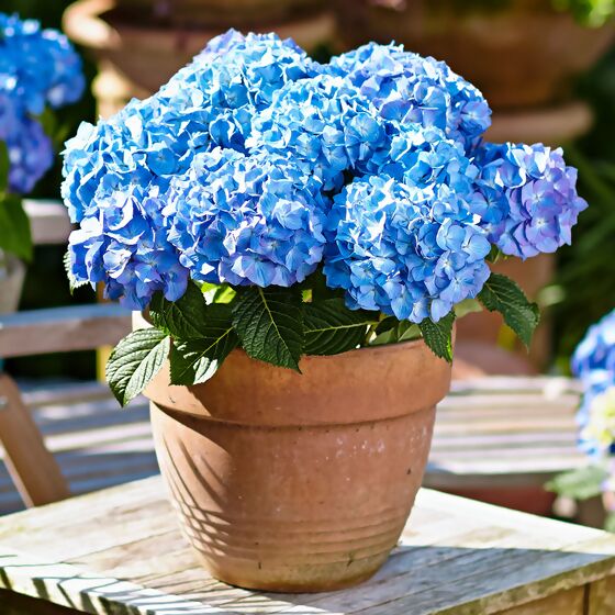 Hortensie Diva fiore®, blau, im ca. 22 cm-Topf
