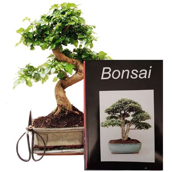 Bonsai-Sparset chinesischer Liguster, Höhe ca. 25-30 cm