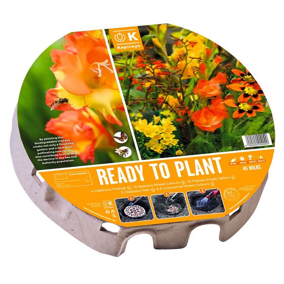Pflanz-Tray Wildblumen, 38 cm