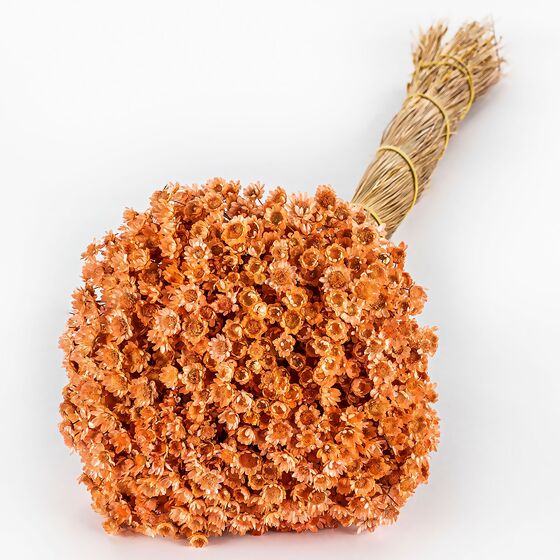 Trockenblumen- Bündel Glixia, orange-braun, ca. 50 cm