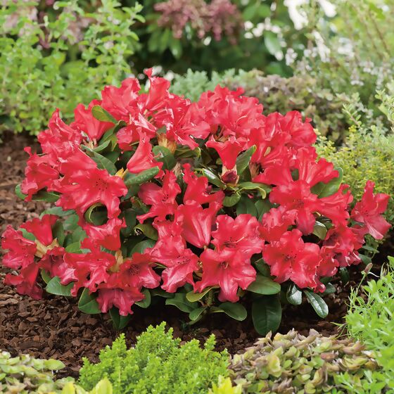 Rhododendron Scarlet Wonder, im ca. 17 cm-Topf