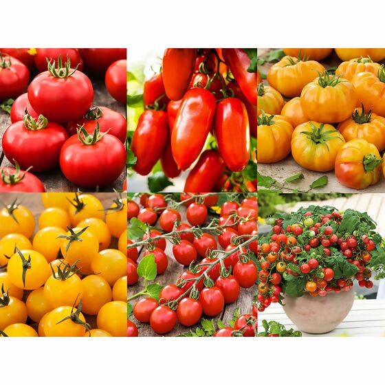 Gemüsepflanzen-Set Tomatenvielfalt