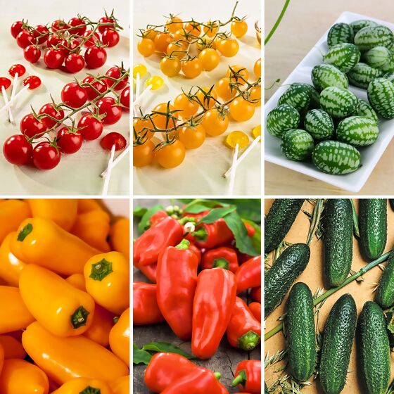 Gemüsepflanzen-Set  Snackgemüse 5 + 1 gratis