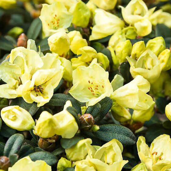 Zwerg-Rhododendron Lilly Sun, im ca. 19 cm-Topf