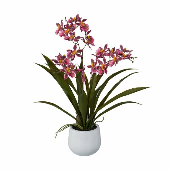 Cambria-Orchidee im Keramiktopf, 50 cm, dunkelrosa