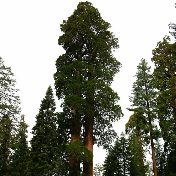 Küsten - Mammutbaumsamen Redwood