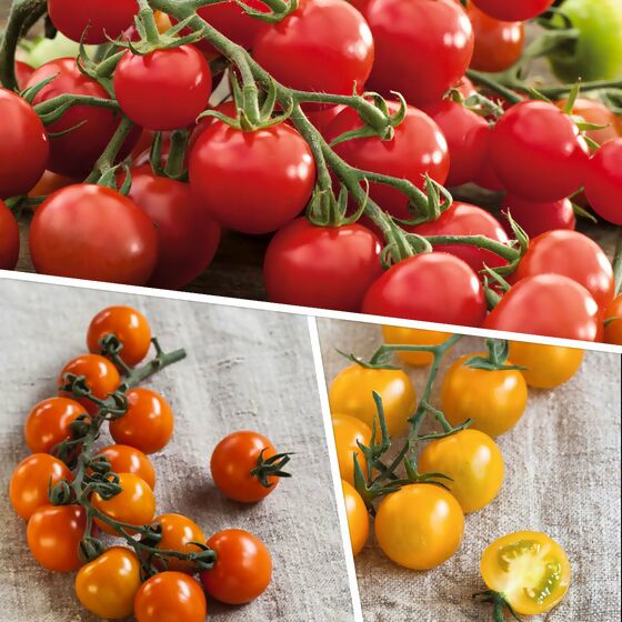 Tomatenpflanzen-Set Cherrytomaten-Mix