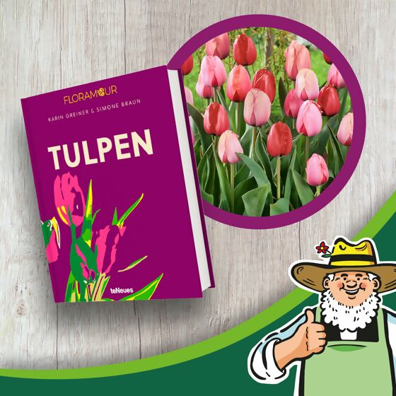 Set Tulpen Buch und Herbsttulpen
