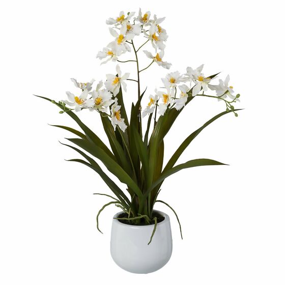 Kunstpflanze Cambria-Orchidee im Keramiktopf, 50 cm, weiß