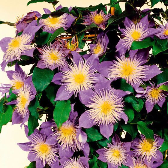 Clematis Crystal Fountain™