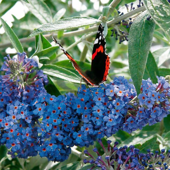 Zwerg-Schmetterlingsflieder Petite Adonis Blue