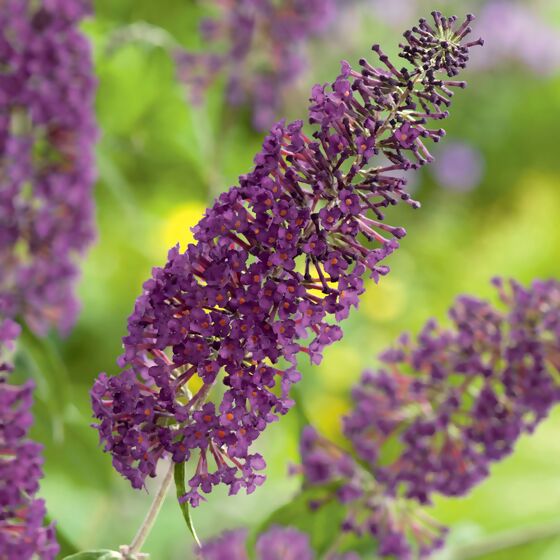 Schmetterlingsflieder, violett