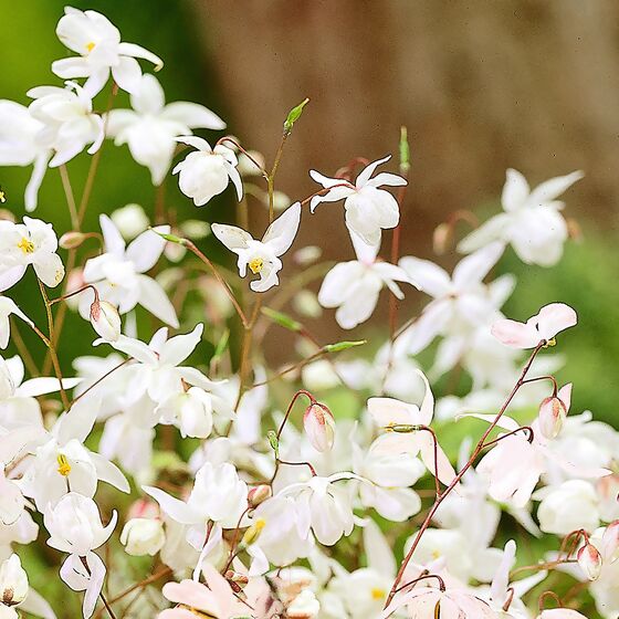 Weiße Elfenblume