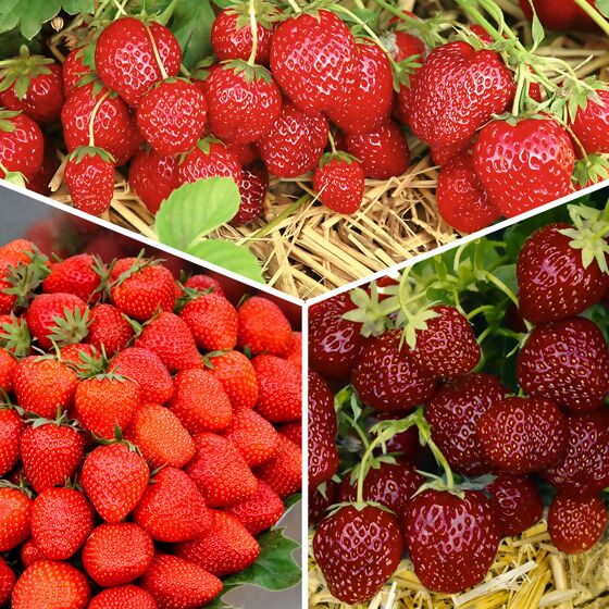 Sortiment Köstliche Erdbeersorten