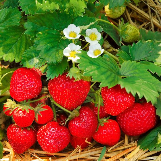 Erdbeere Jubilee, im ca. 9 cm-Topf