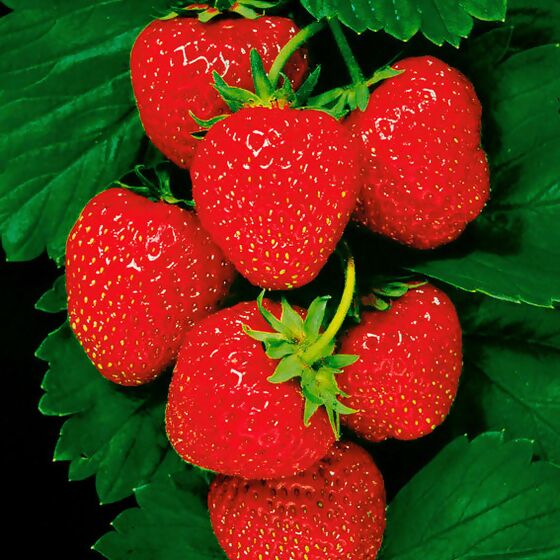 Erdbeere Senga®-Sengana®, Pflanzware 10er Tray, im ca. 6 cm-Topfballen