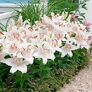 Orientalische Lilie Muscadet | #1