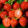 Erdbeere Mieze Schindler, Pflanzware 10er Tray, im ca. 6 cm-Topfballen | #1