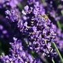 Englischer Lavendel Elizabeth | #1