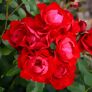 Beetrose Black Forest Rose®, im ca. 23 cm-Topf | #1