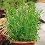 Küchenkräuterpflanze Estragon Pfefferkorn, im ca. 12 cm-Topf | #1