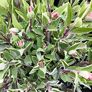 Kräuterpflanze Vital Salbei Evita, im ca. 12 cm-Topf | #1