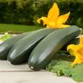 Kletter-Zucchinipflanze Alando, im ca. 11 cm-Topf | #1